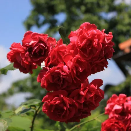 With A Parking Space - 7984 ツレス